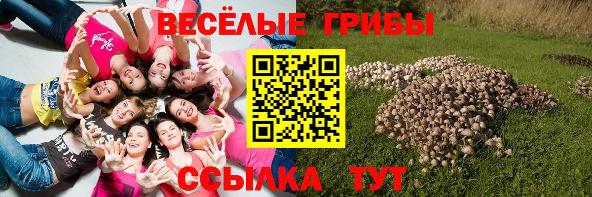 Псилоцибиновые грибы GOLDEN TEACHER Бийск